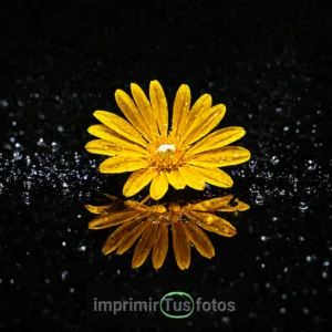 Foto de flor en metacrilato.